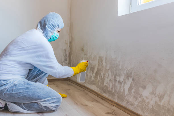 Licensed Basement Mold Remediation service in Farmington, PA - WQB Mold Removal