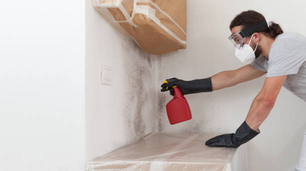 Professional Basement Mold Remediation technician working in Farmington, PA