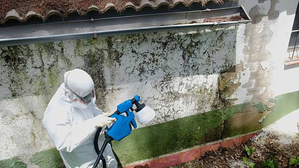 Top rated local Basement Mold Remediation specialists in Farmington, PA